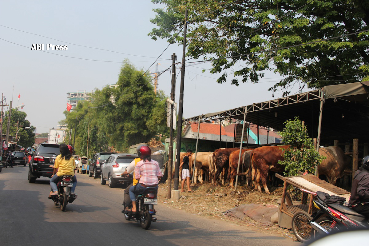 Hewan Qurban di pinggir jalan