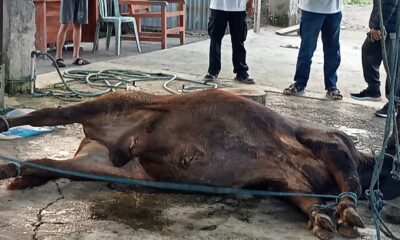 DPW ABI NTB Distribusikan Daging Kurban pada Idul Adha 1446 H