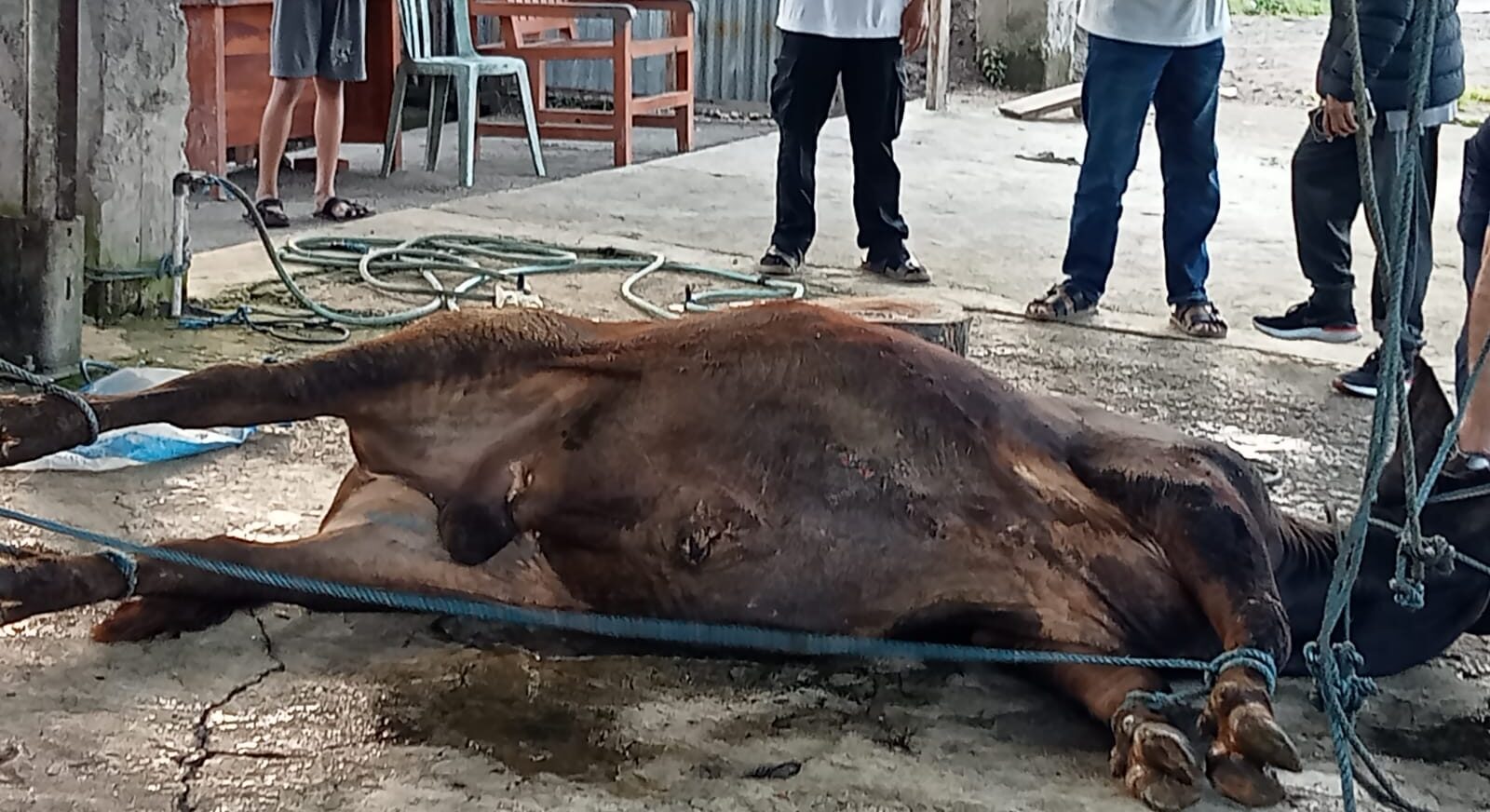 DPW ABI NTB Distribusikan Daging Kurban pada Idul Adha 1446 H