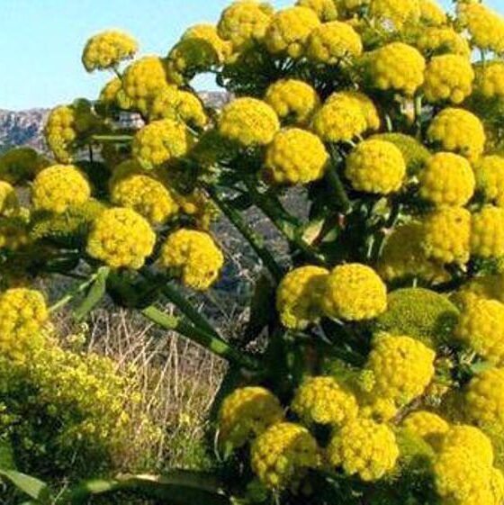 Getah Pohon Liar Persia: Harapan Iran untuk Atasi Polusi Plastik Dunia