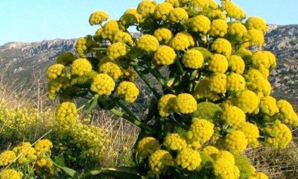 Getah Pohon Liar Persia: Harapan Iran untuk Atasi Polusi Plastik Dunia