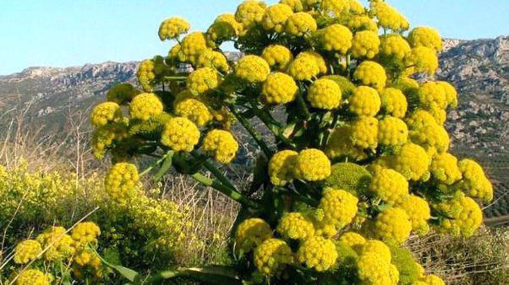 Getah Pohon Liar Persia: Harapan Iran untuk Atasi Polusi Plastik Dunia