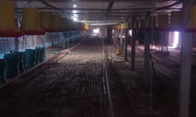 Dari Laut ke Lantai Kandang: Kisah Transformasi Mantan Pelaut Menjadi Pelopor Peternakan Modern di Kediri