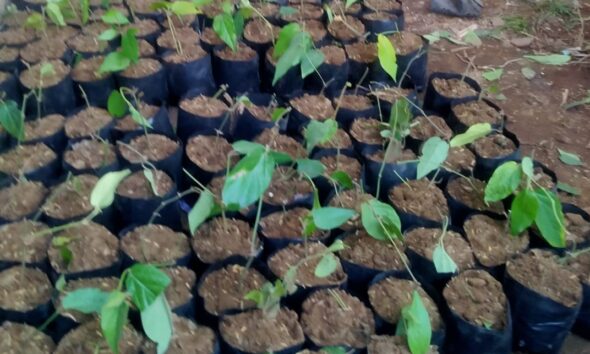 DPD ABI Probolinggo Intensifkan Pembibitan Cabai Jamu untuk Penguatan Ekonomi Komunitas