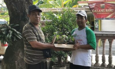 Produk Unggulan ABI Probolinggo: Bibit Cabai Jamu Kian Diminati Masyarakat